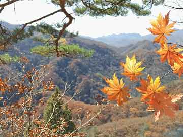 一肖一碼一特一中一,劉德華時(shí)隔六年再回紅磡