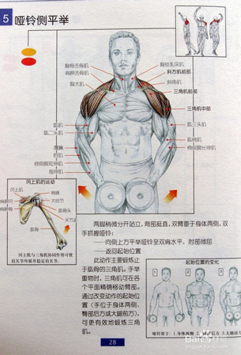 平舉啞鈴重量