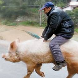 年豬沒按住 男子騎豬狂飆幾十米