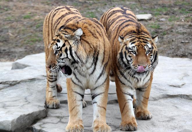 動物園賣虎尿50元1瓶？園方回應(yīng)