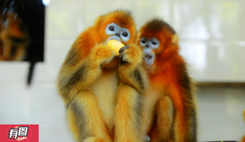 重慶動物園金絲猴吉吉去世