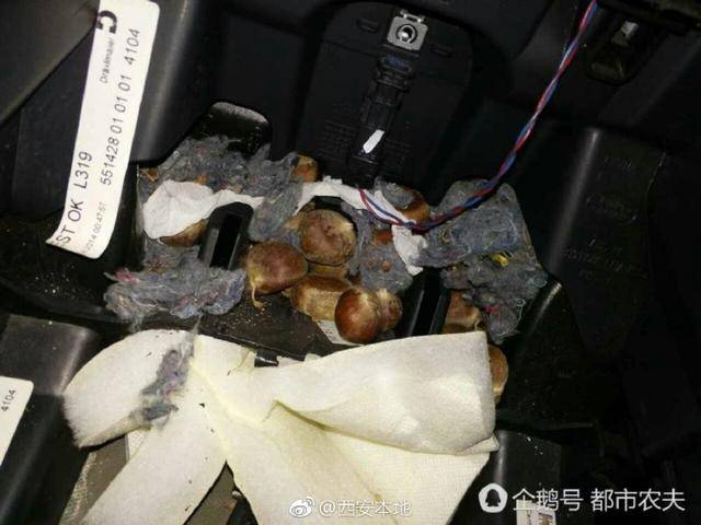 老鼠在汽車底盤囤大量玉米稈被一鍋端