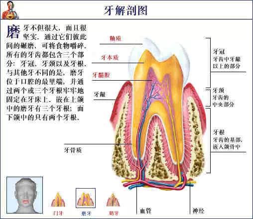 沒牙的動物有哪些圖片,當前流感病毒陽性率低于去年同期