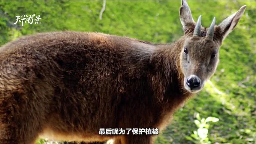 香港今晚開獎結(jié)果八百圖庫,云南發(fā)現(xiàn)“四不像”奇特動物