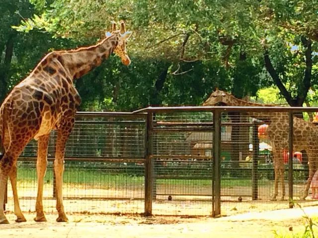 944cc天下彩入口一,非洲8歲男孩在野生動物園獨自求生5天