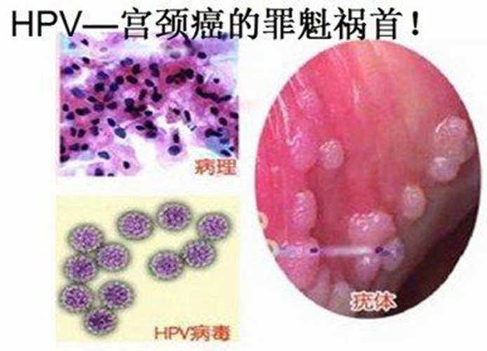 一碼一肖一特馬報